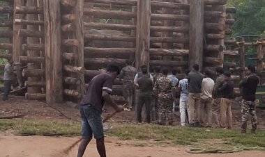 ഭീതിയിലാഴ്ത്തിയ മോഴയാനയെ മയക്കുവെടിവെച്ച് പിടികൂടി ഇനി വയനാട്ടിലെ ആനക്കൊട്ടിലിലേക്ക്