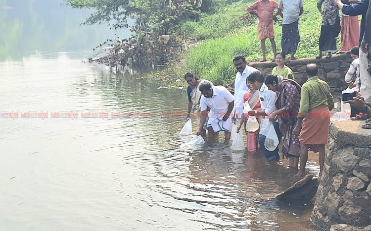 മാറാടിയിൽ ഒന്നര ലക്ഷം മത്സ്യക്കുഞ്ഞുങ്ങളെ നിക്ഷേപിച്ചു
