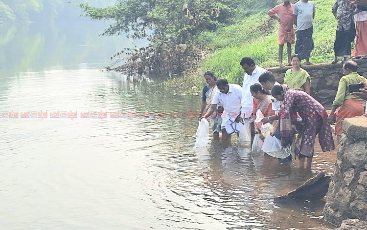 മാറാടിയിൽ ഒന്നര ലക്ഷം മത്സ്യക്കുഞ്ഞുങ്ങളെ നിക്ഷേപിച്ചു