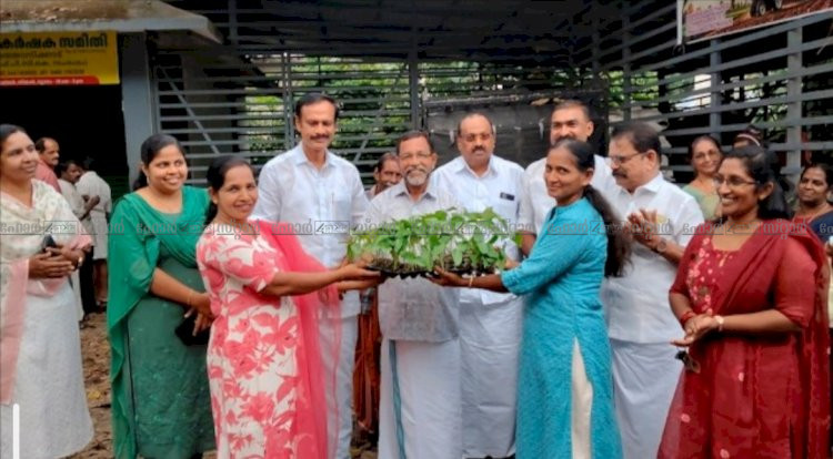 പോത്താനിക്കാട് ഗ്രാമപഞ്ചായത്തിൽ പച്ചക്കറി തൈകളുടെ വിതരണ ഉദ്ഘാടനം നിർവഹിച്ചു